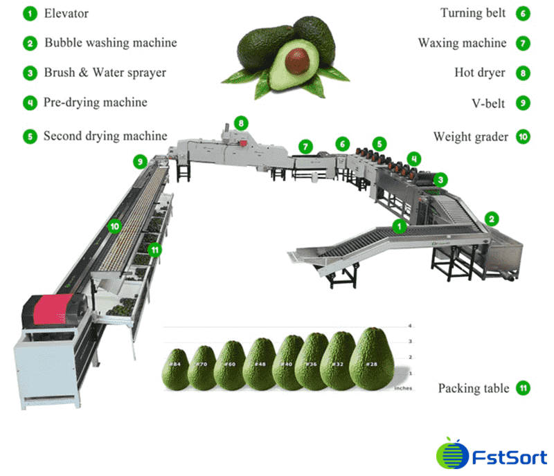 images/1747303370362avocado grading line.png